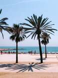 Palm trees on the beaches of Barcelona, Spain on a sunny day. 