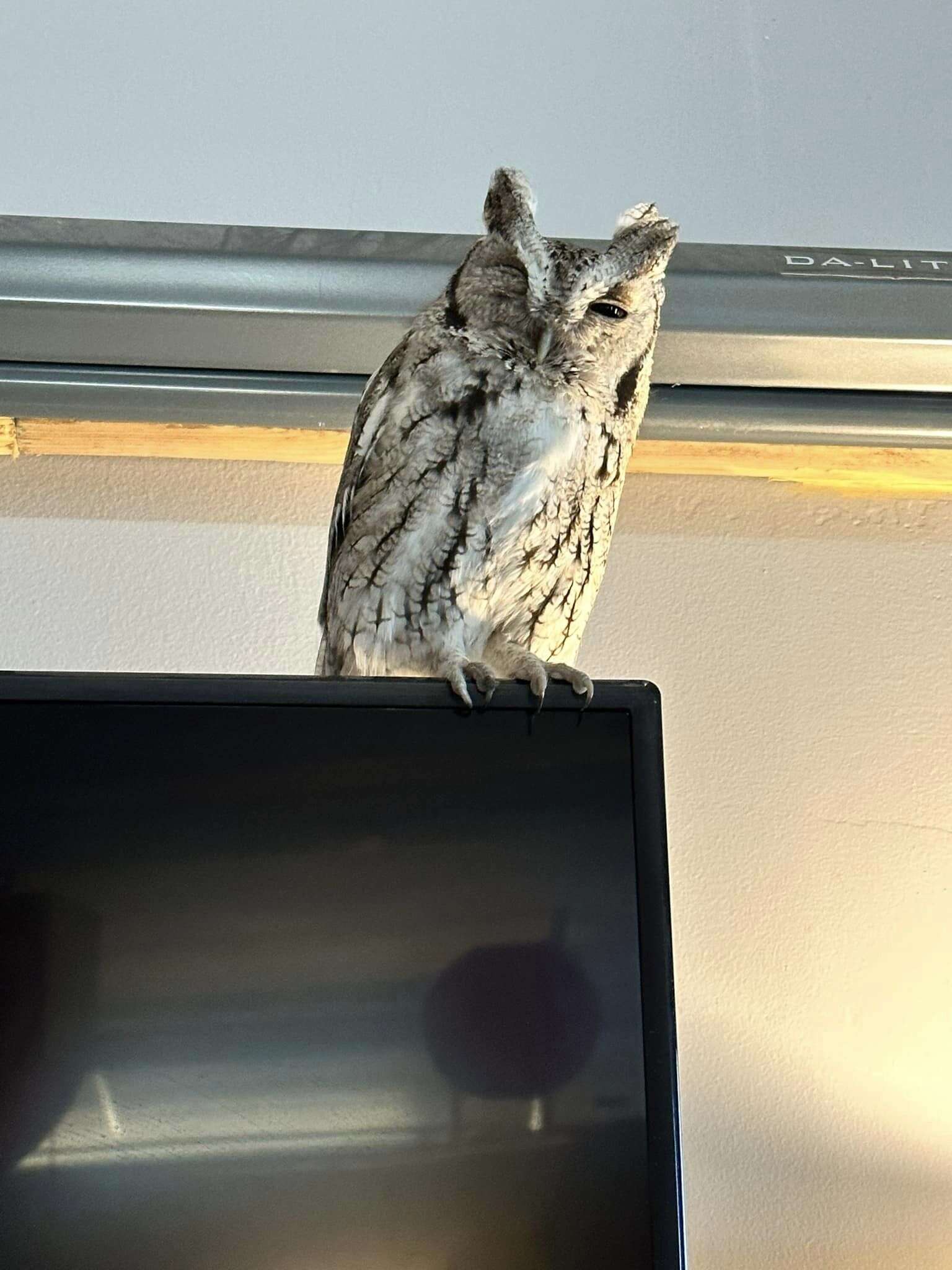 owl