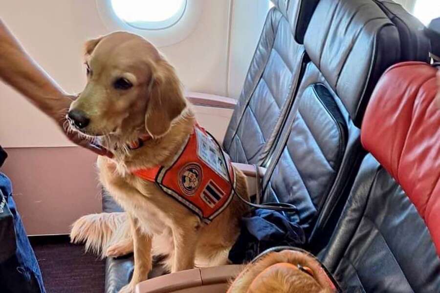 Turkish Airlines has introduced an upgrade for earthquake rescue dogs