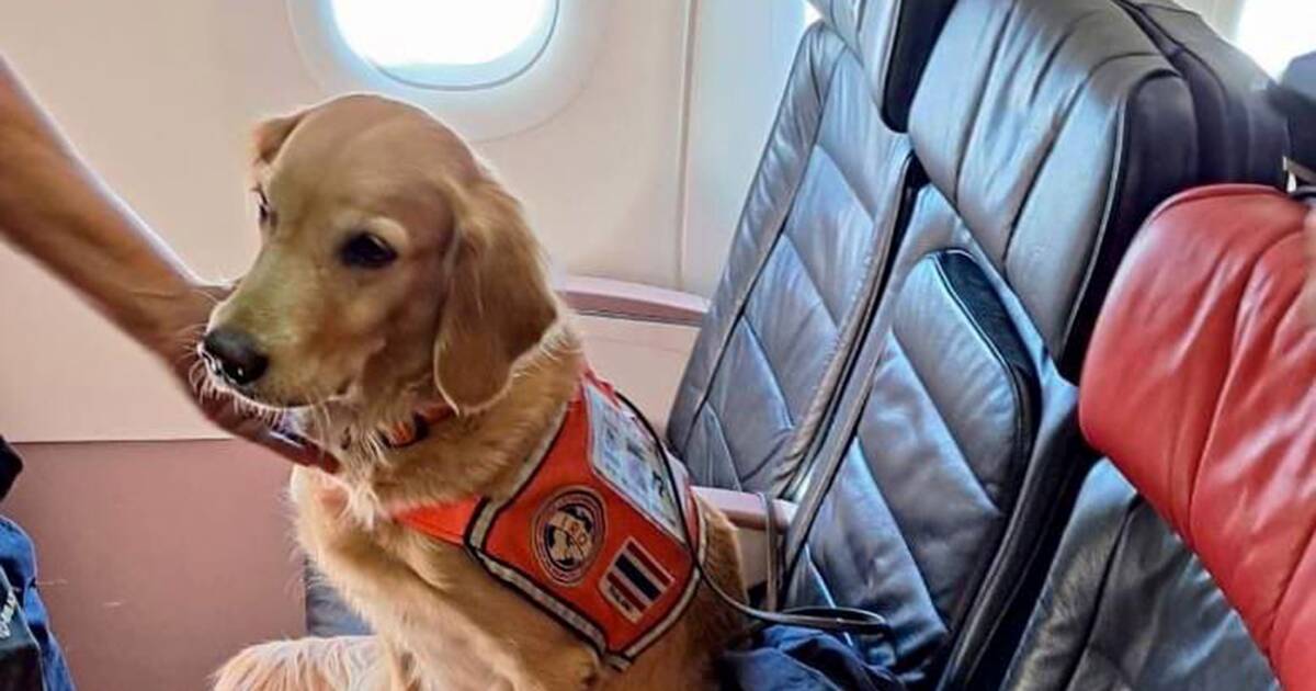 Turkish Airlines Gave Earthquake Rescue Dogs a Seating Upgrade