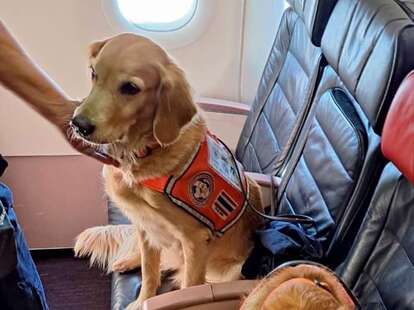 Turkey earthquake rescue dog flies in business class