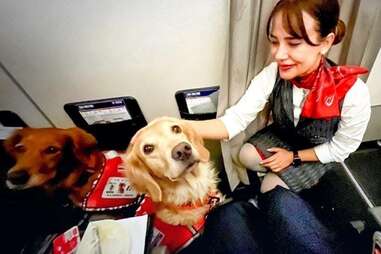 Turkey earthquake rescue dogs on Turkish Airlines