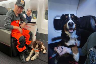 Turkey earthquake rescue dogs flying in business class on Turkish Airlines