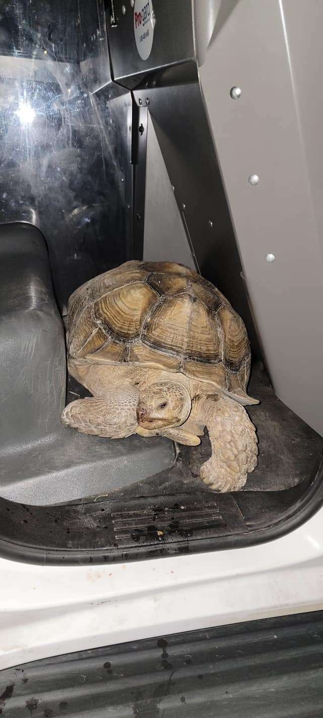 Runaway Tortoise Leads Cop On ‘Slowest Foot Pursuit Ever’ - The Dodo