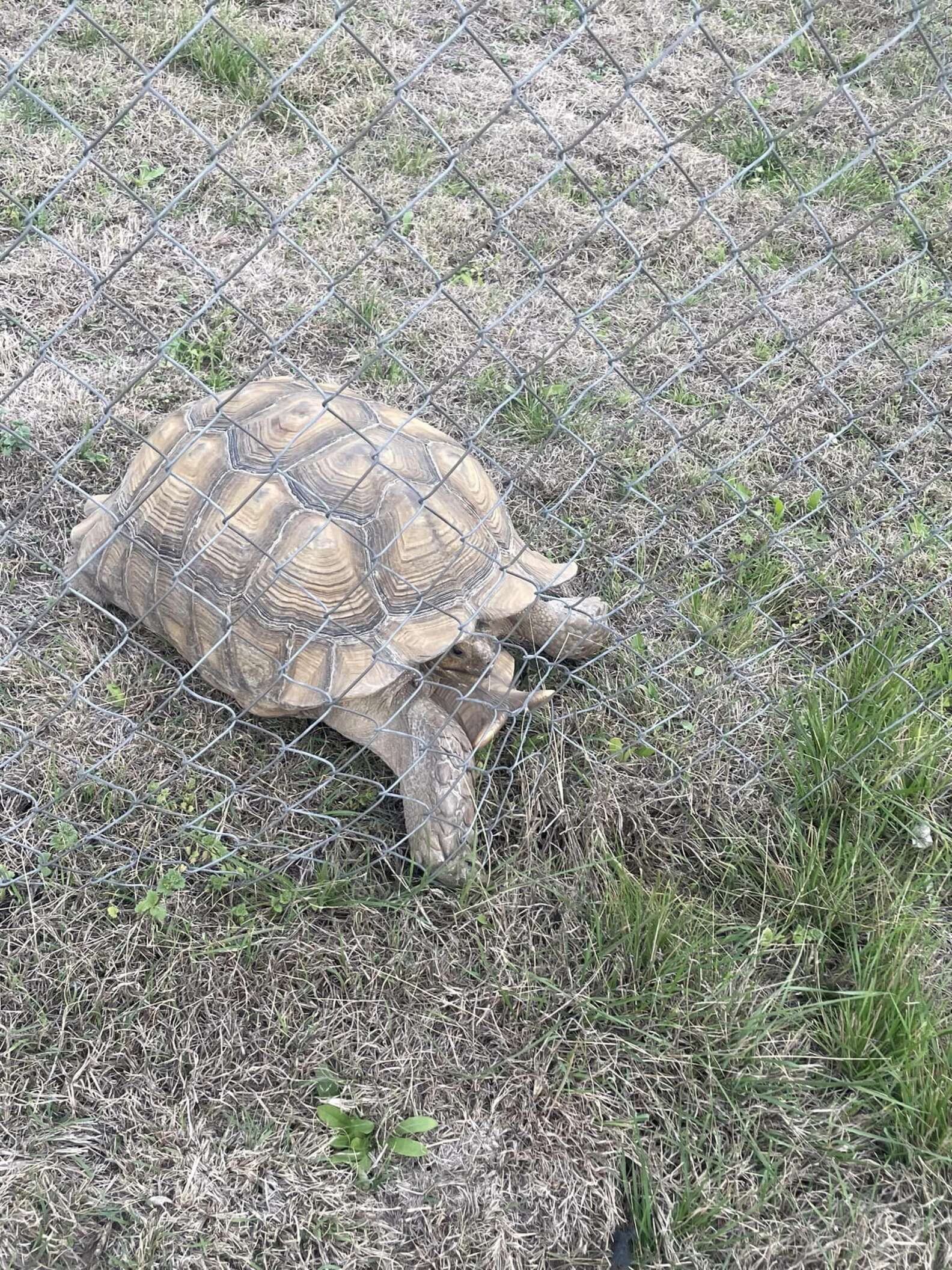 Runaway Tortoise Leads Cop On ‘Slowest Foot Pursuit Ever’ - The Dodo