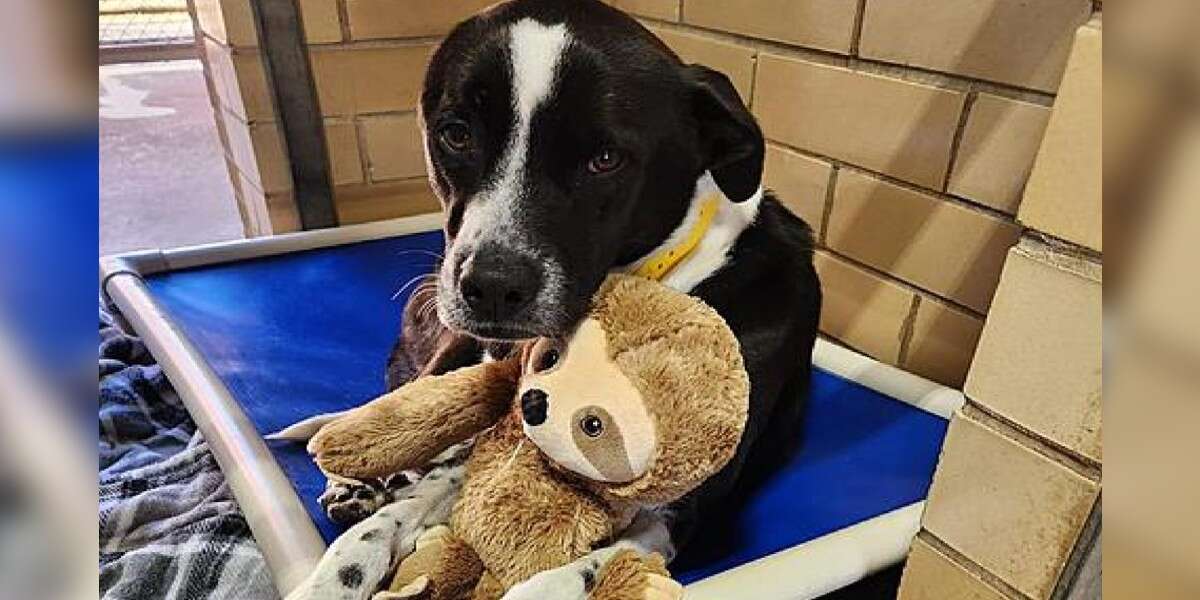 Shelter Dog Snuggles Plush Sloth While She Waits For A Loving Forever
