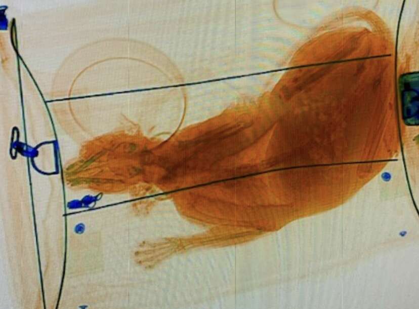 TSA Finds Cat Inside Carry On Bag After X Ray Scan at Airport Security -  Thrillist