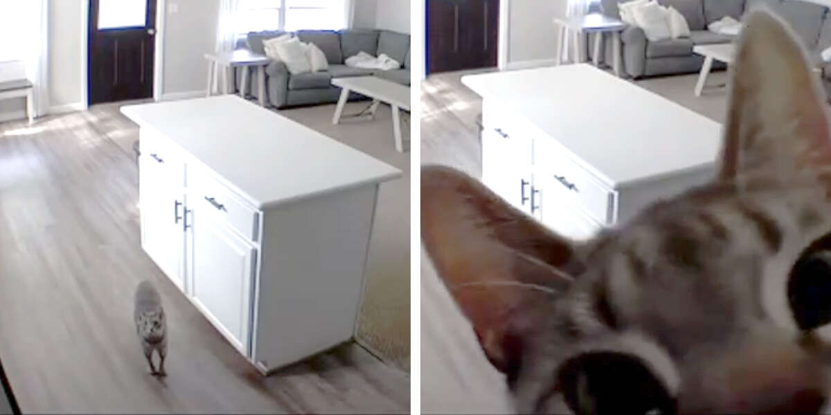 Cat Left Home Alone Suddenly Realizes He's Being Watched The Dodo