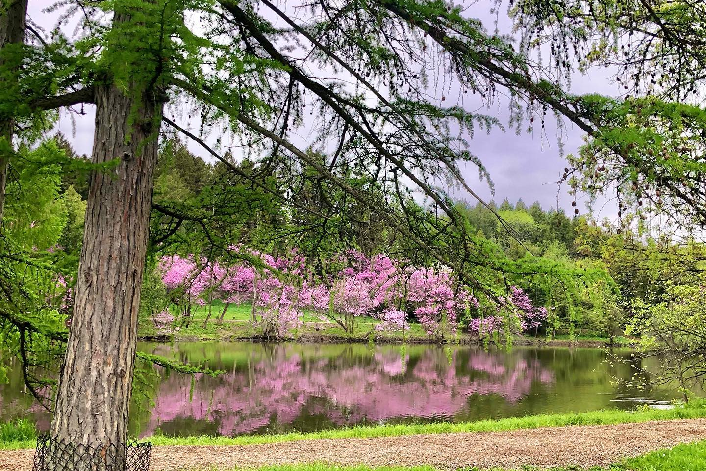 The Morton Arboretum