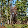 The Morton Arboretum