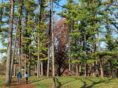 The Morton Arboretum