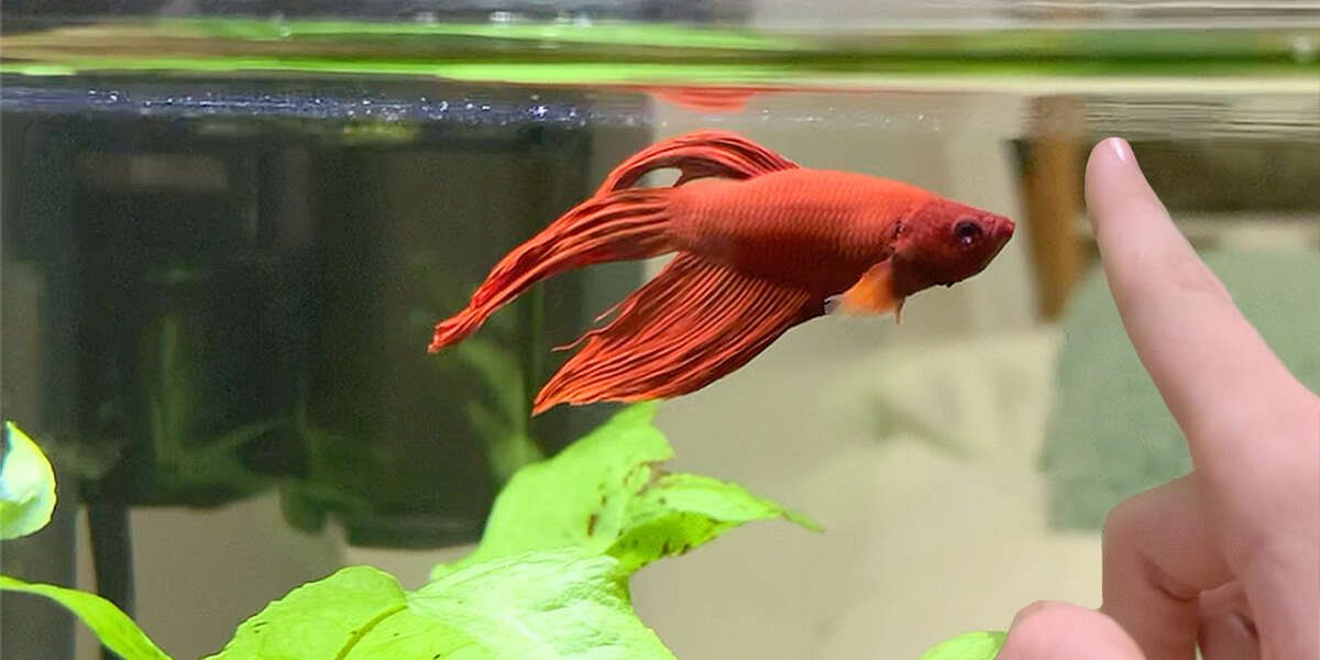 Sick Fish Who Can Barely Swim Needs Our Help! Videos The Dodo