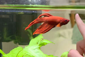 Sick Fish Who Can Barely Swim Needs Our Help!