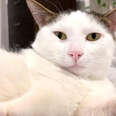Will This Scared Kitty EVER Trust People?