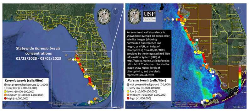 A map showing where red tide is occurring on the southwest coast of Florida during Spring 2023. 