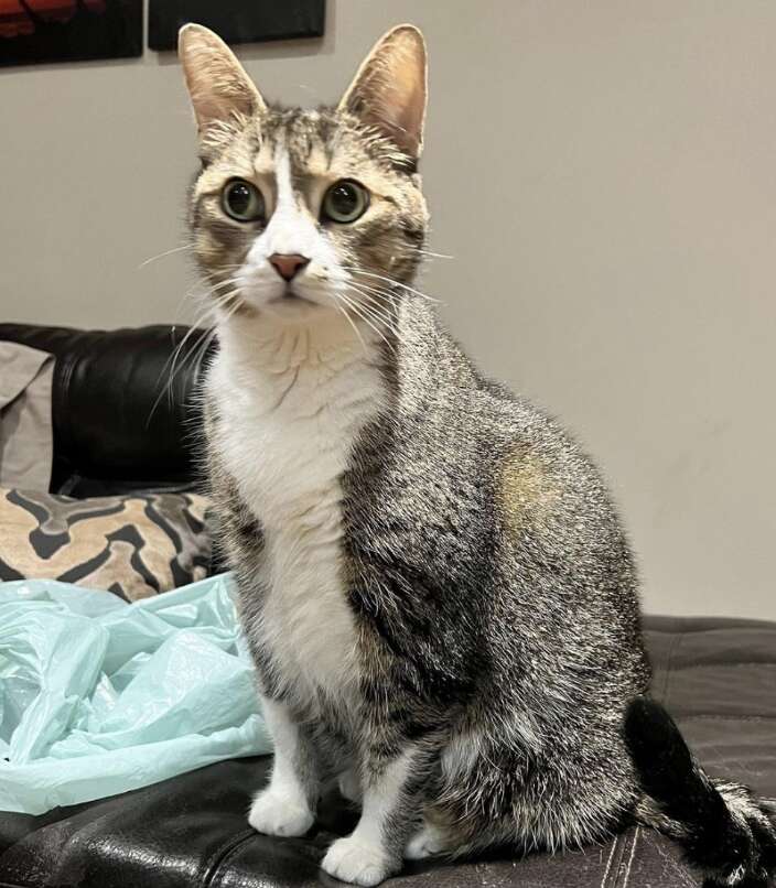 grey cat