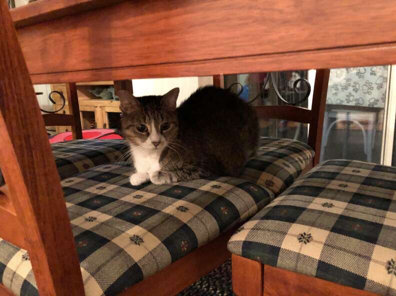 cat hiding under dining table 