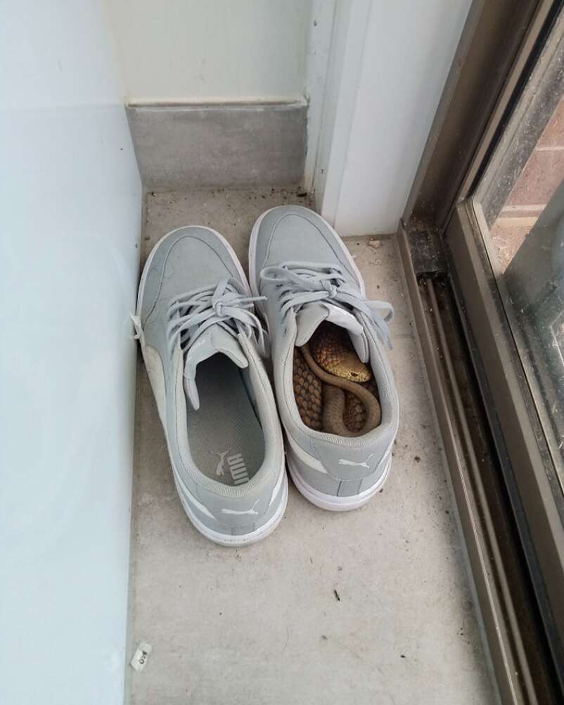 snake inside shoe