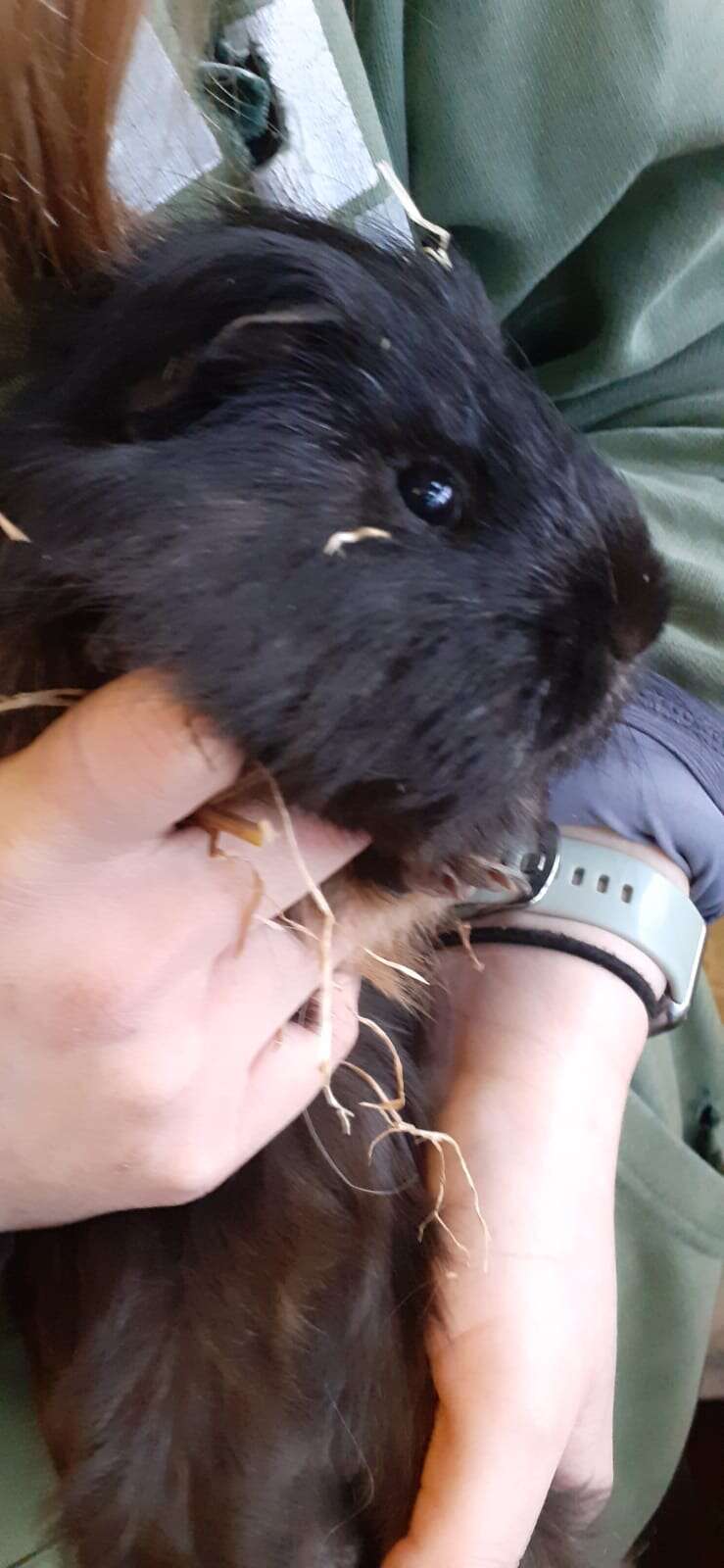 guinea pigs