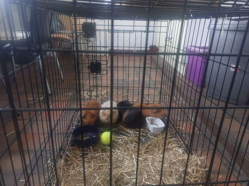 guinea pigs