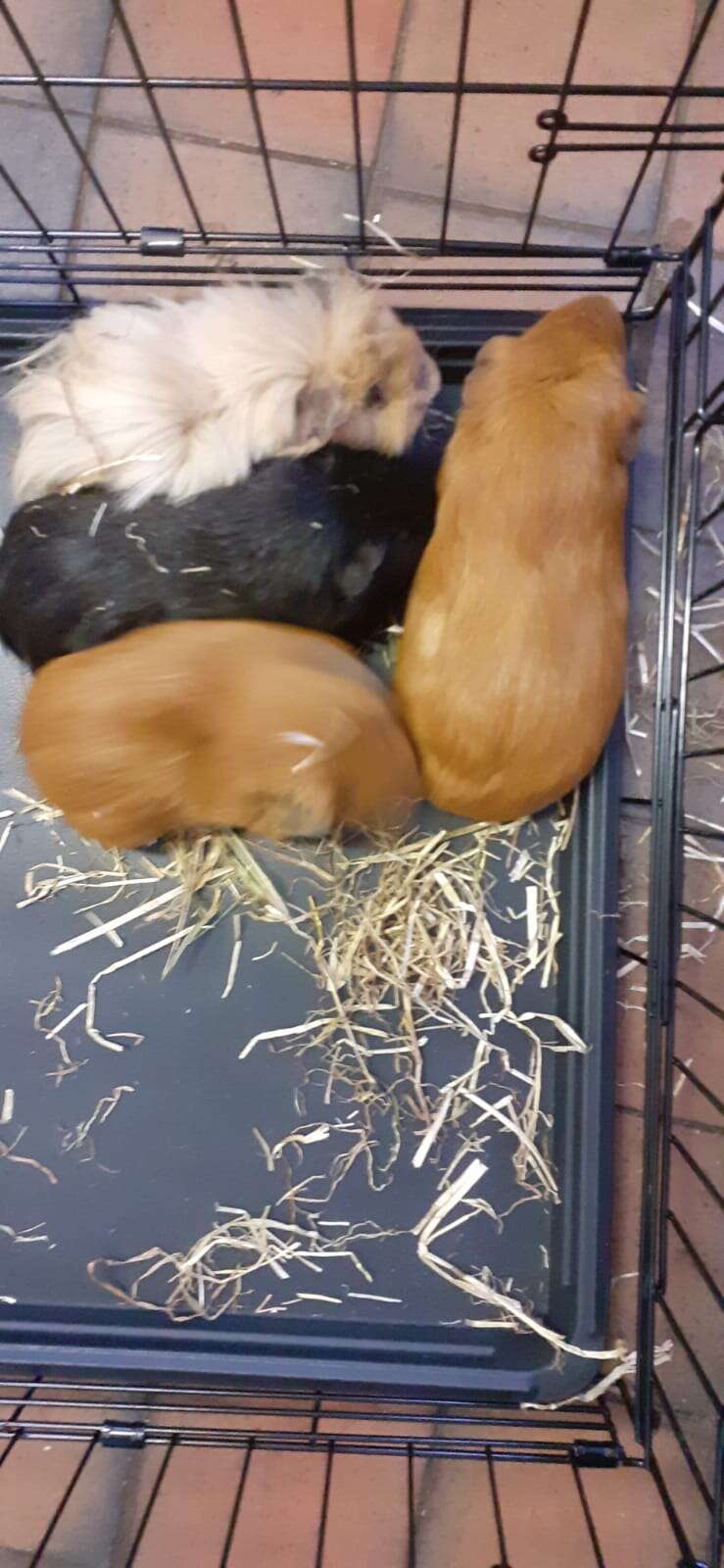 guinea pigs