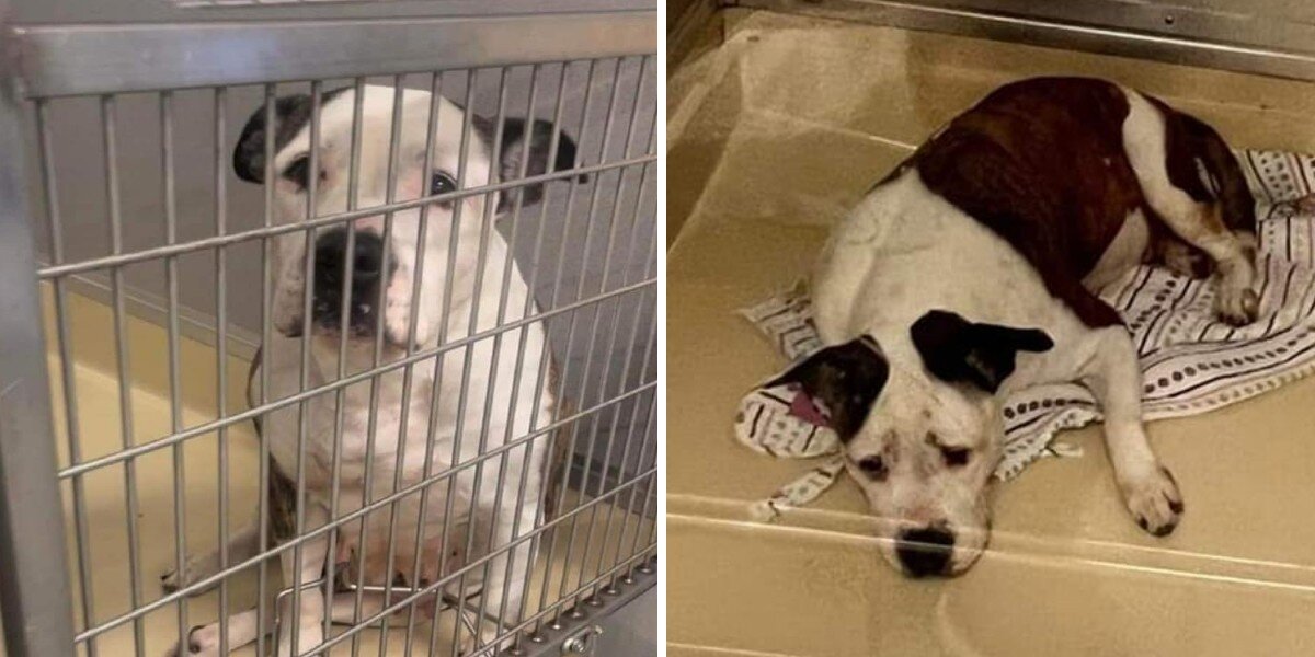 Heartbroken Shelter Dog Is Near Tears While Waiting For A Forever Home ...