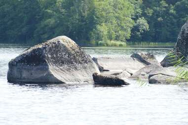 seal watching