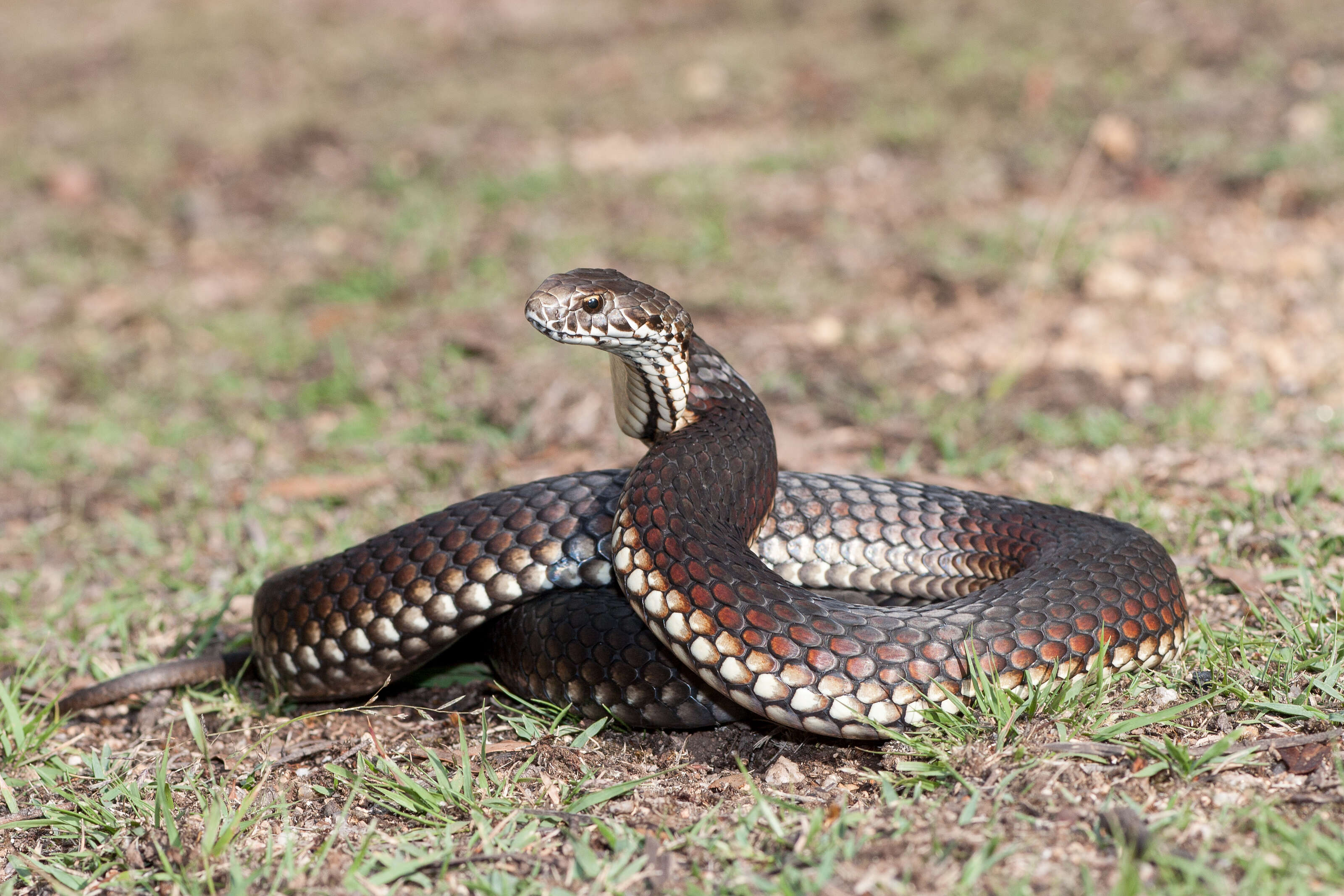 snake in field 