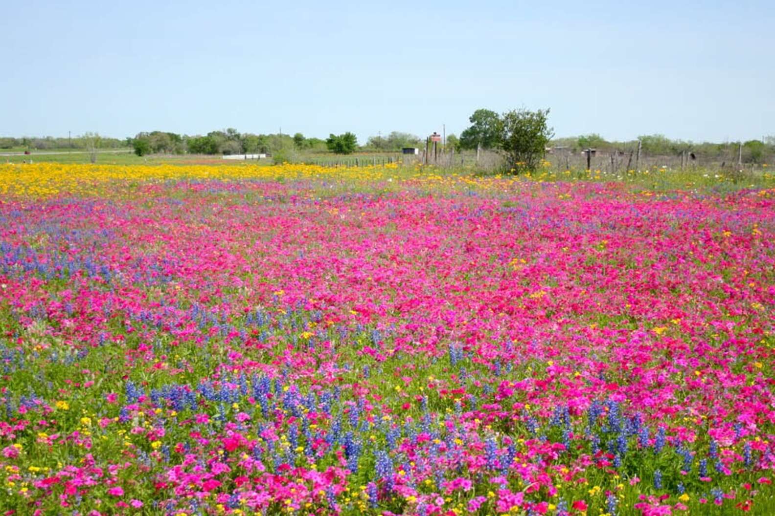 Wildflower Seeding: When is the Best Time to Plant Wildflowers in Texas?