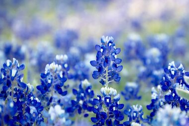 Bluebonnets