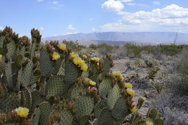 Big Bend