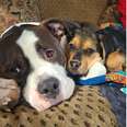 Big-Hearted Dog Has Special Knack For Comforting Scared Foster Puppies