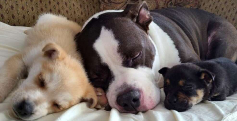 dog with two puppies