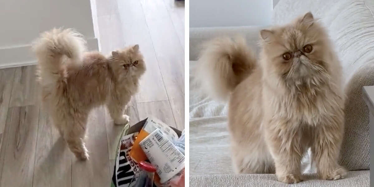Guy Moves Into New Apartment And Discovers It Comes With A Cat