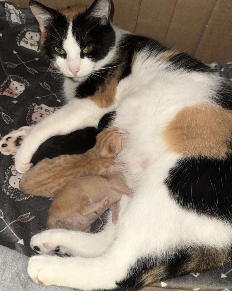 Introducing orphaned kittens to nursing hot sale mother cat