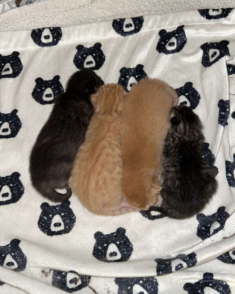 kittens