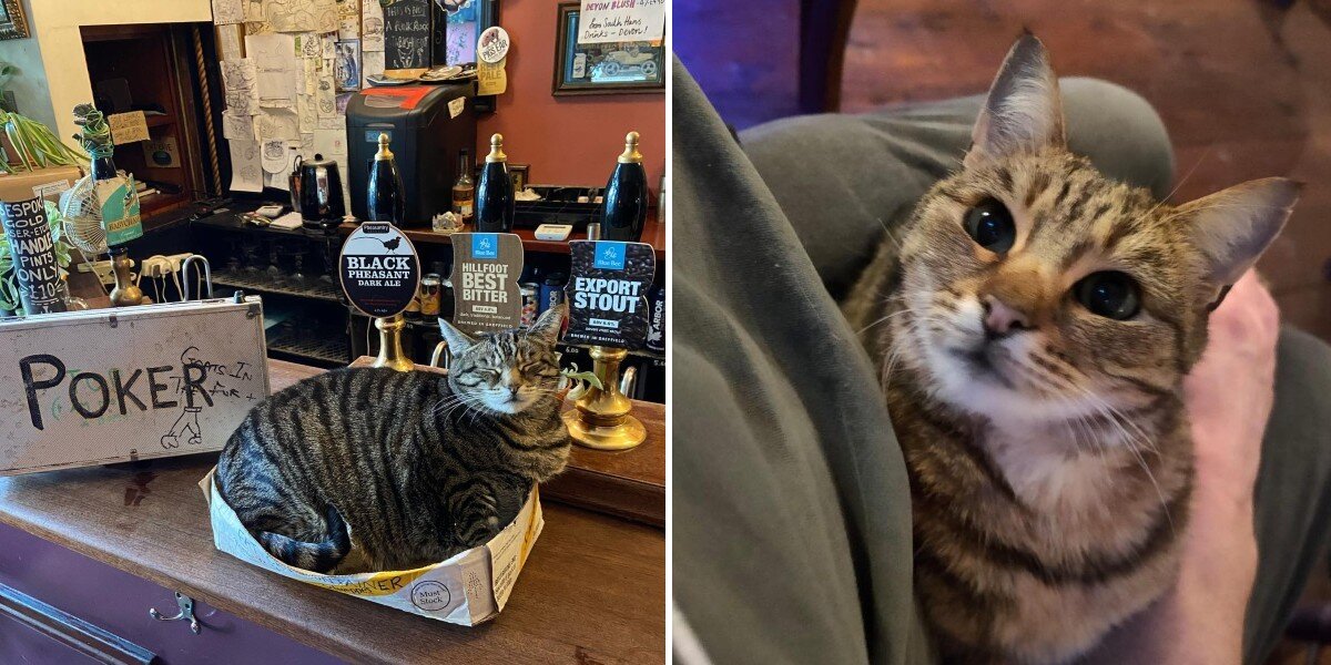 Guy Looking To Start A Business Accidentally Creates City's First Cat Pub