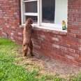 Dog Waits Outside Her Neighbor's Window For Daily Kisses