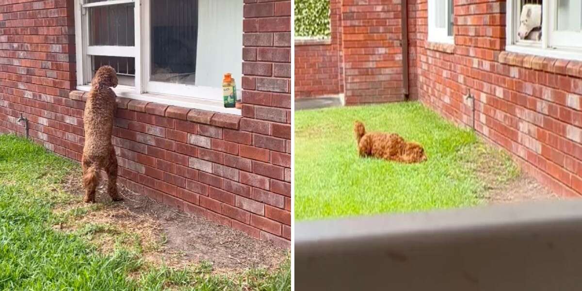 Dog Waits Outside Her Neighbor’s Window For Daily Kisses