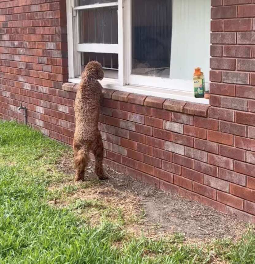 Dog Waits Outside Her Neighbor's Window For Daily Kisses - The Dodo