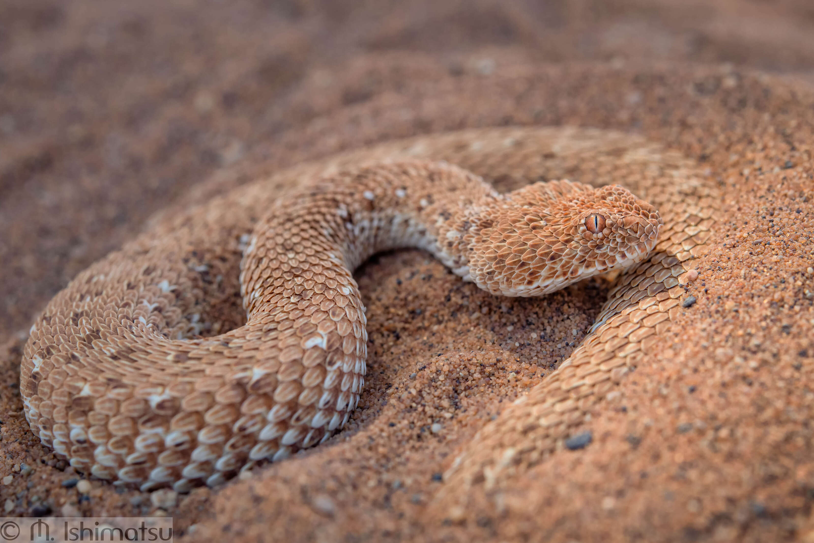 hidden snake