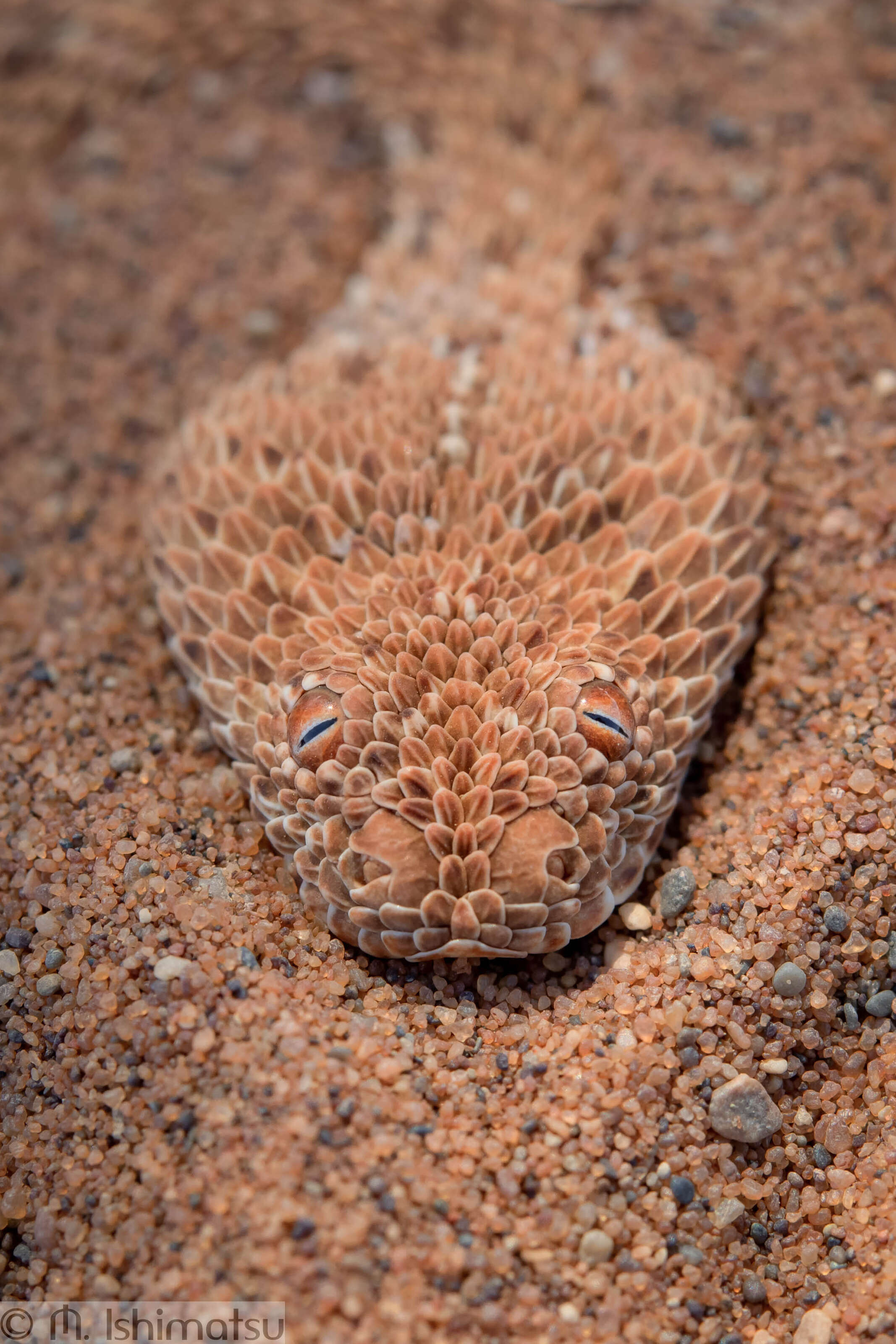 hidden snake
