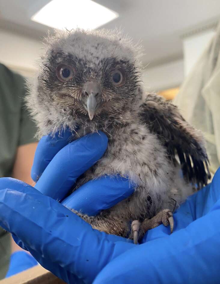 baby owl