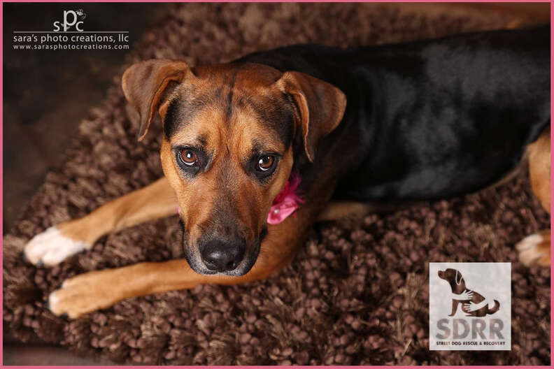 dog looking at camera