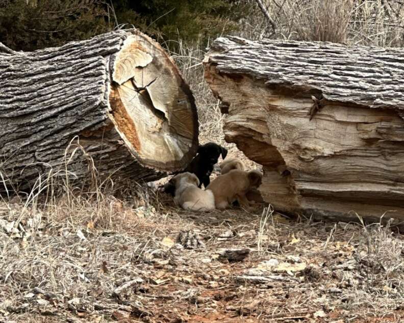 puppies under log 