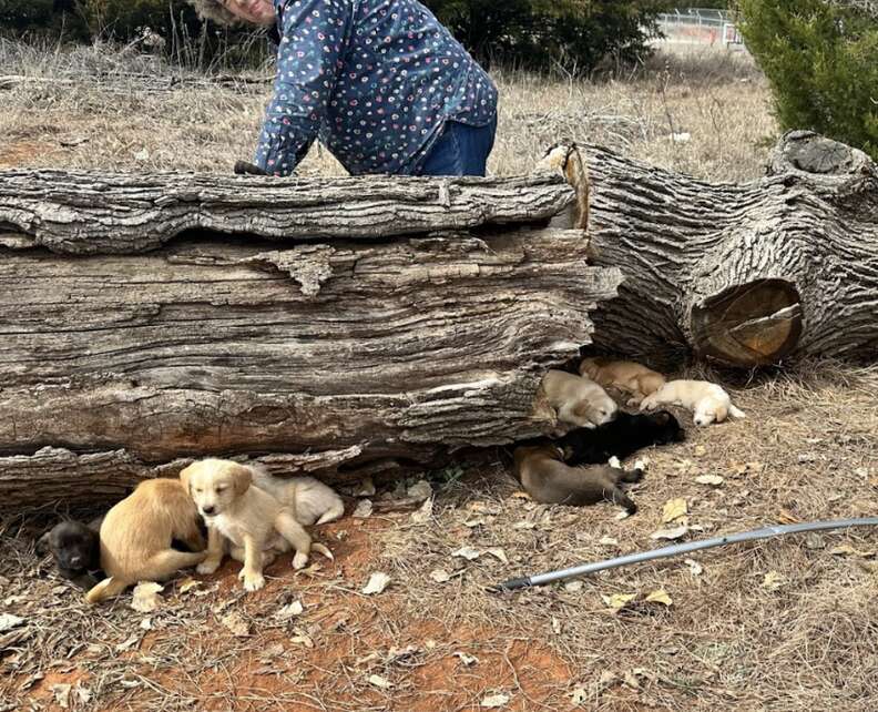 puppies under log 