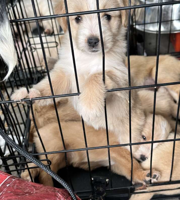 puppies in cage 