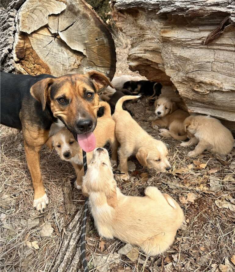 dog with puppies 