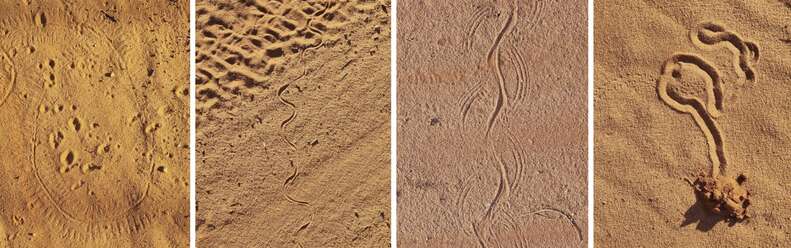 animal tracks in sand 