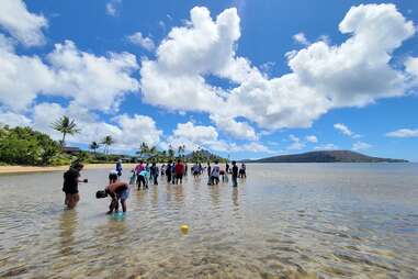 People cleaning up invasive algae at Maunalua Bay, O’ahu
